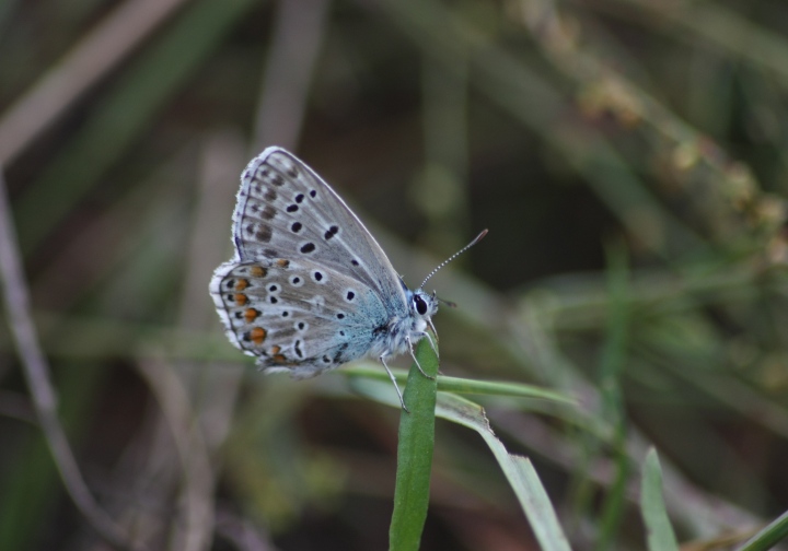 Conferma ID licenidi